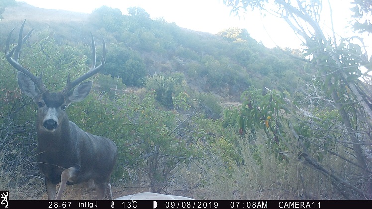 Buck