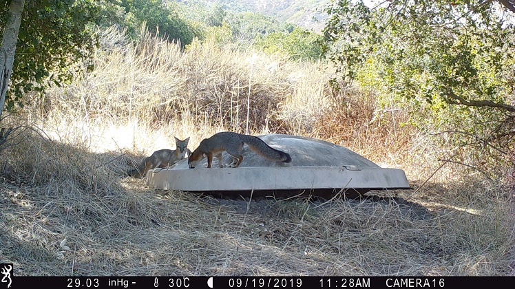 Dos Cats