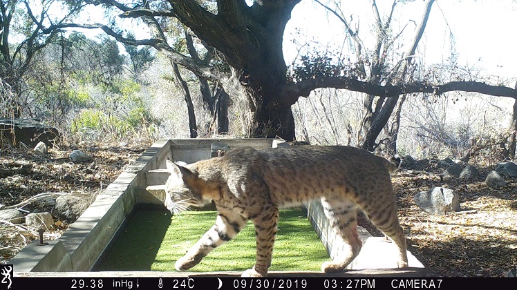 Bobcat