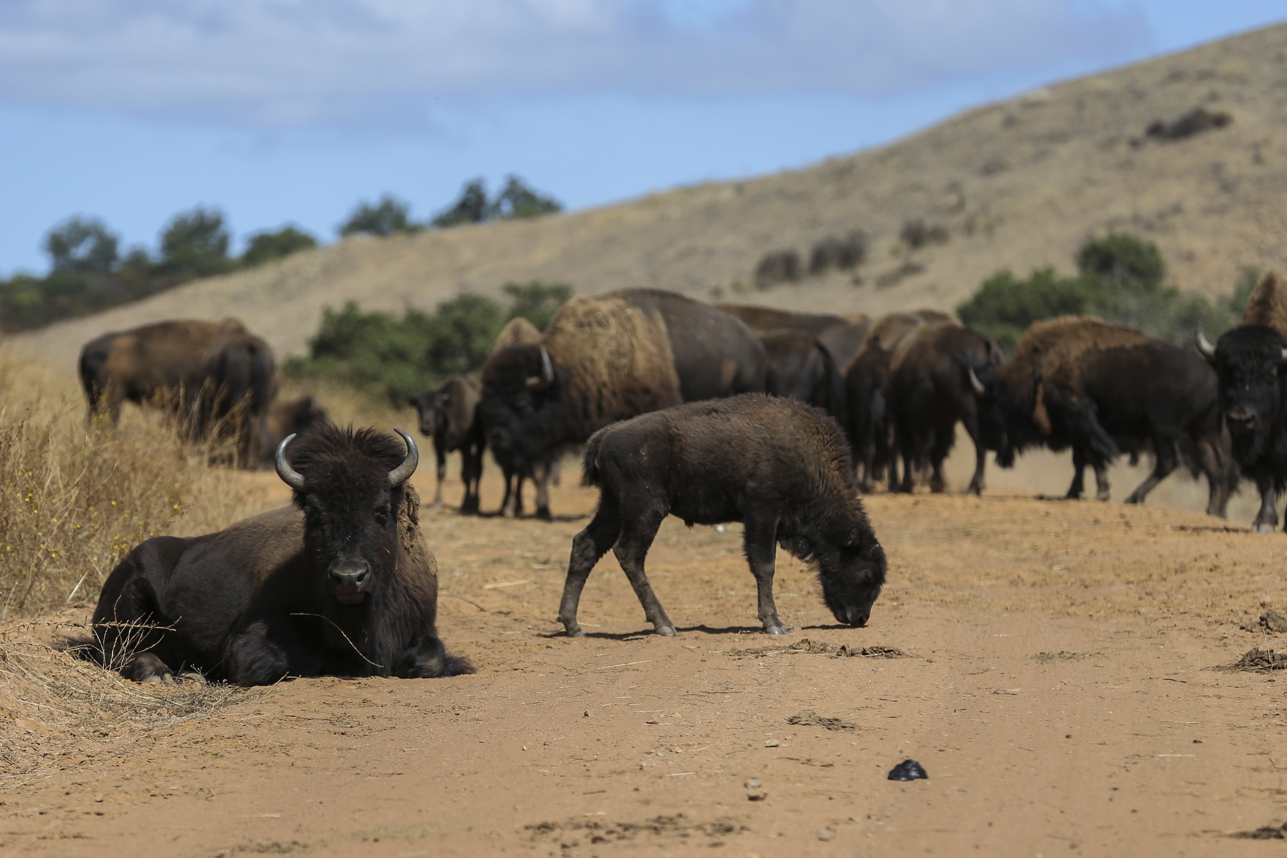 <em>The Camp Pendleton bison herd (U.S. Marine Corps)</em>