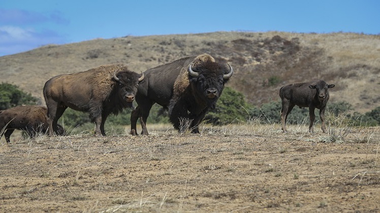 Camp Pendleton Bison Herd