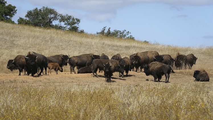 Camp Pendleton Bison Herd