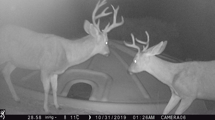 Mule Deer